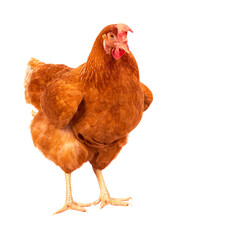 full body of brown chicken hen standing isolated white background use for farm animals and livestock theme