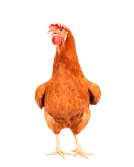 full body of brown chicken ,hen standing isolated white background use for farm animals and livestock theme - 633565444