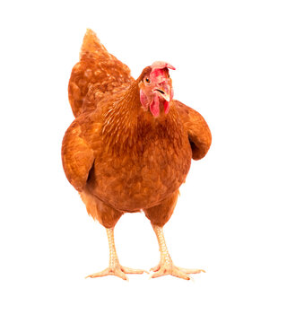 full body of brown chicken ,hen standing isolated white background use for farm animals and livestock theme