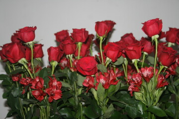 Beautiful red roses isolated. background for your projects
