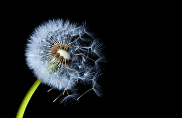 Fototapeta premium Silhouettes Of Dandelions