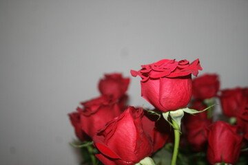 Beautiful red roses isolated. background for your projects
