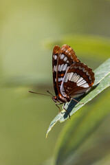 Closeup of a butterfly in summer