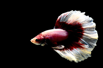 Multi Color Betta fish Halfmoon and Crowntails from Thailand or Siamese fighting fish isolated in...