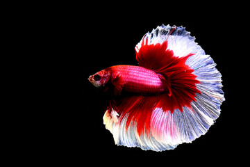 Multi Color Betta fish Halfmoon and Crowntails from Thailand or Siamese fighting fish isolated in...