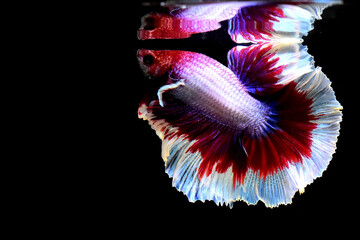 Multi Color Betta fish Halfmoon and Crowntails from Thailand or Siamese fighting fish isolated in...