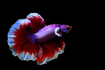 Multi Color Betta fish Halfmoon and Crowntails from Thailand or Siamese fighting fish isolated in...