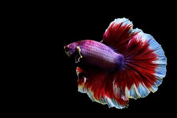 Multi Color Betta fish Halfmoon and Crowntails from Thailand or Siamese fighting fish isolated in...