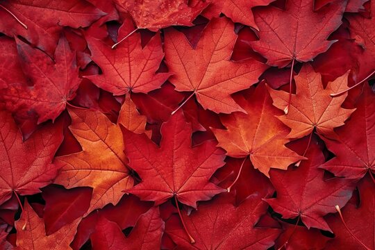 Wine red autumn leaves texture, fall nature background,  