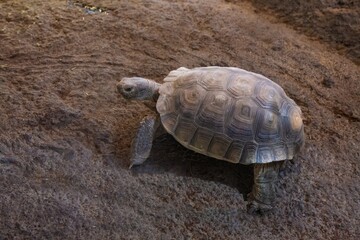 Oregon Desert Tortoise (Gopherus morafkai) near Bend Oregon