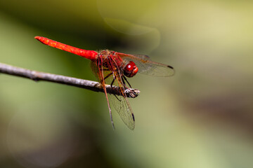 Closeup a dragonfly over a pond 