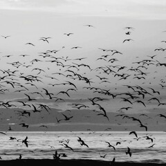 flock of seagulls birds nature animal sky look 
