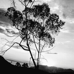 silhouette of a tree in the sunset look landcape nature 