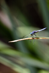 Closeup a dragonfly over a pond 