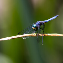 Closeup a dragonfly over a pond 