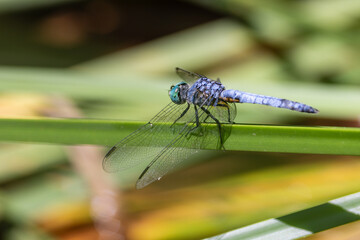 Closeup a dragonfly over a pond 
