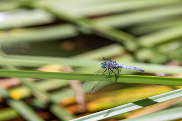 Closeup a dragonfly over a pond 