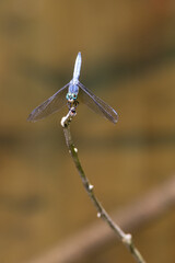 Closeup a dragonfly over a pond 