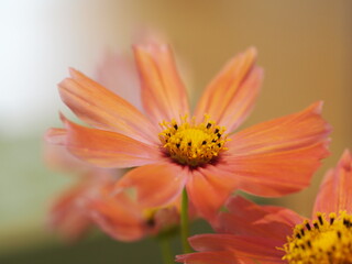 コスモス　オレンジキャンパス