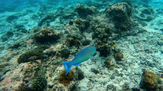 Tropical blue fish in the ocean swimming forward in the sea in Seychelles