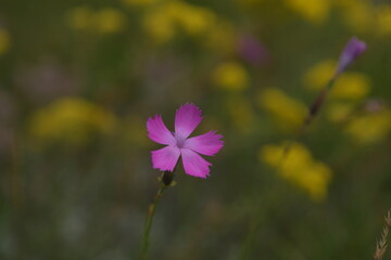 flowers in the field