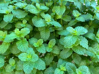 Background of fresh mint plant with many green leaves grow in a home garden © FaizZakiy