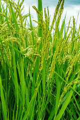 花芽をつけた水田の稲穂