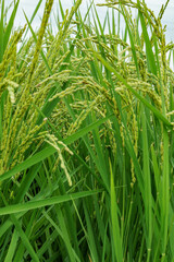 Fototapeta premium 花芽をつけた水田の稲穂