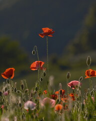 Obraz premium field of poppies