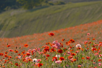 field of poppies in the field