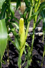 Baby corn fruit on tree. Corn field
