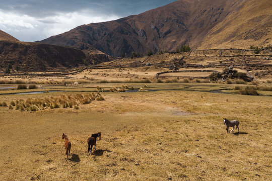 Vilca Bilder Durchsuchen 184 Archivfotos, und Videos