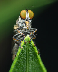 Robber fly (Asilidae) with it prey on green leaf, Macro shot and nature background, Selective focus.