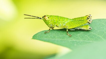 Green grasshopper on green leaf with nature background, Side view.