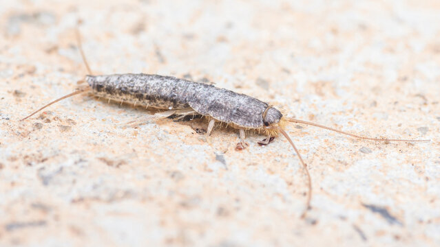 A Silverfish (Lepisma saccharinum) on floor, Insect running on floor.