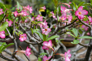 Adenium obesum flowers. Green leaves
