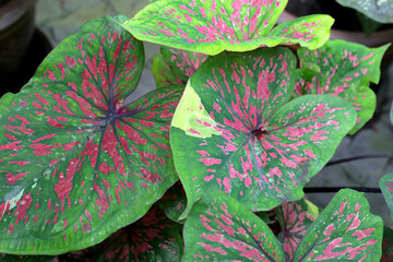 Caladium plants, Beautiful colorful leaves