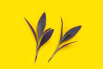 Purple heart or tradescantia pallida plant