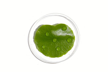 Centella asiatica (gotu kola). Fresh green leaves herb plant in petri dishes on white background.