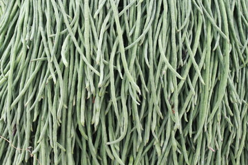 Long bean is a vegetable plant that is popular in Southeast Asian and East Asian cuisines