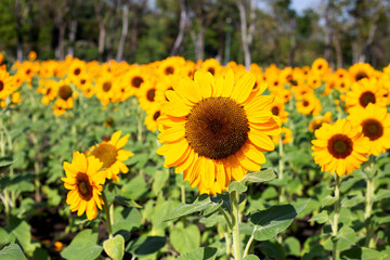 Sunflower field, Beautiful summer landscape.