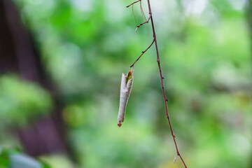 Lonely autumn leaf on a tree