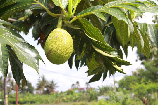 Beautiful sight of a pair of breadfruits hanging on the breadfruit tree. (Artocarpus altilis)