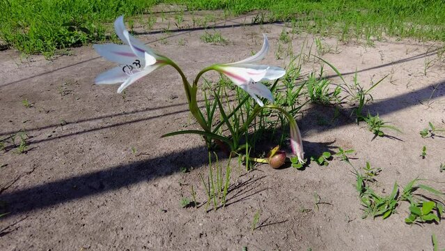 Beautiful Pink Striped Trumpet Lily Crinum Latifolium Flowers Blooming On The Ground In Spring. closeup