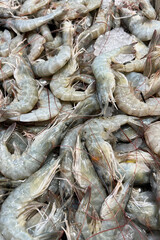 Fresh sea shrimp on ice. Seafood market