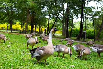 Flock of geese on green grass in the park