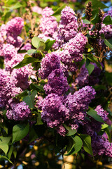 Blooming lilac flowers. Flowers as a background Syringa vulgaris. - 633583640