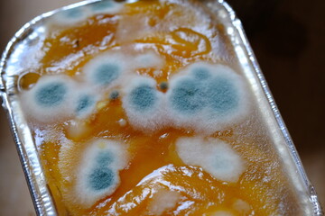 mushrooms growing on the fruit pudding. dangerous and poisonous mushrooms. if eaten can cause food...