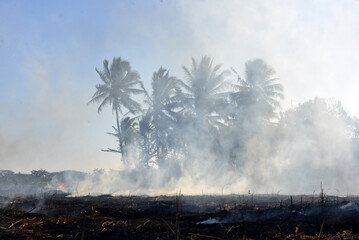 Burnt land with coconut trees in the background