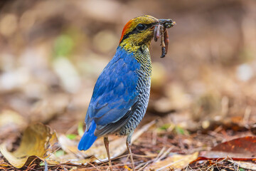 Blue pitta is eating earthworms.
